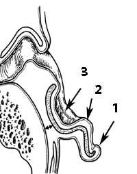 esquema axial orjea