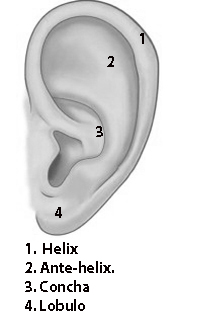 esquema oreja normal